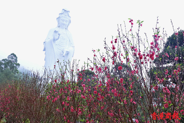 圖集 | 新春祈福 「慈山寺」桃花盛開等你來