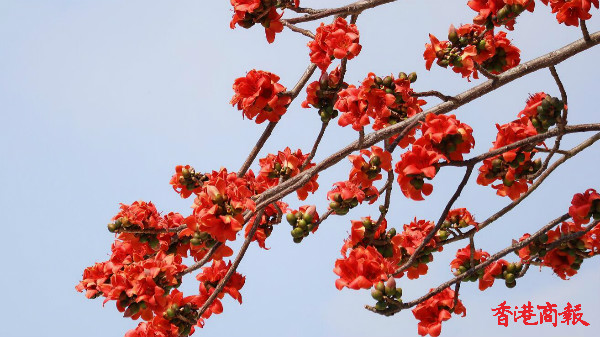 圖集 | 一樹橙紅盛放 又見紅棉傲香江