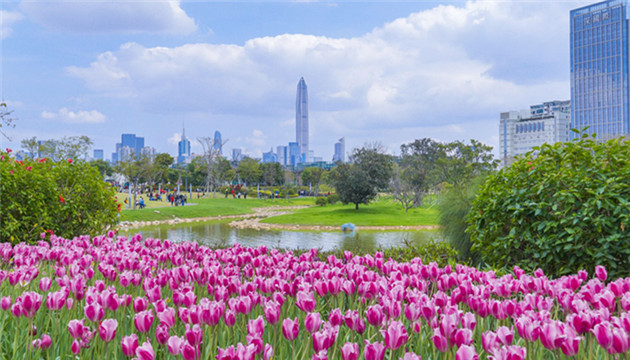 春節假期深圳全市公園接待遊客721萬人次