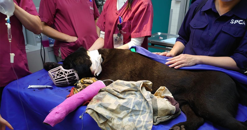 上水拉布拉多犬疑遭割頸死亡 警列殘酷對待動物跟進