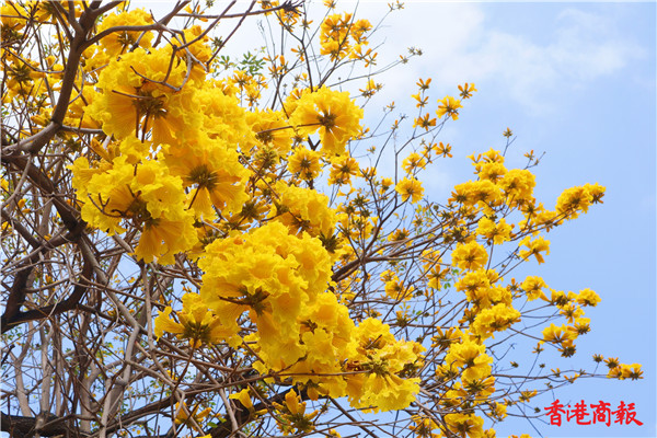 圖集 | 南昌公園的黃花風鈴樹開花 吸引不少愛花之人前來觀賞