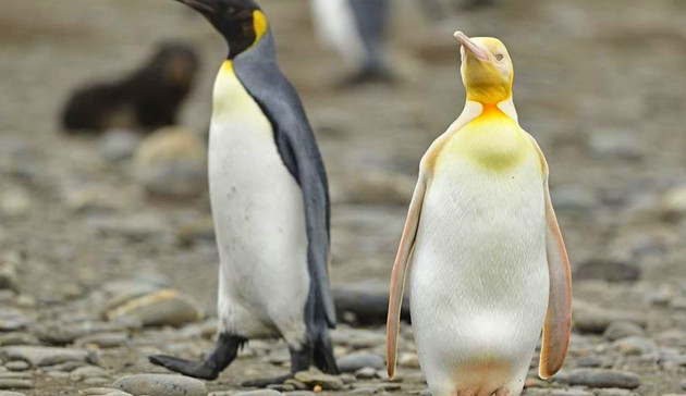 南極發現全球首隻黃色企鵝