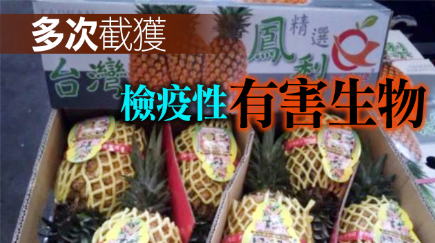 大陸下月起暫停進口台灣菠蘿 國台辦回应