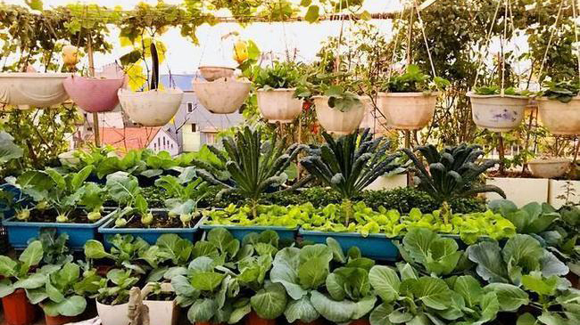 廣州官方鼓勵市民在陽台建「小菜園」