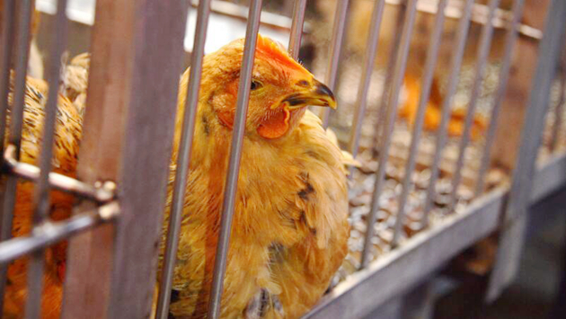 本港暫停進口英德部分地區禽肉和禽類產品