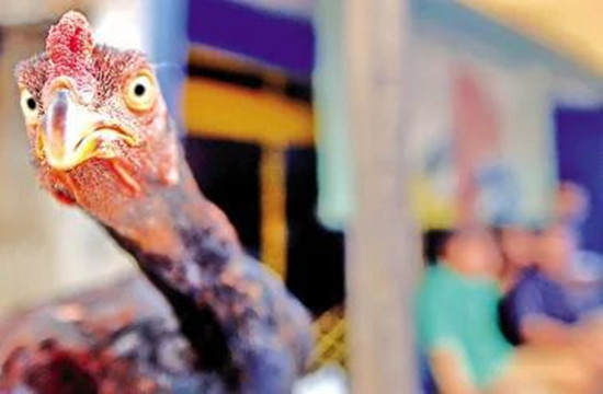 遼寧省農業農村廳：H5N6禽流感可防可控 無需談禽色變