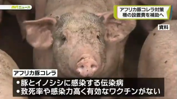 日本出現豬瘟疫情 將撲殺約3.7萬頭豬