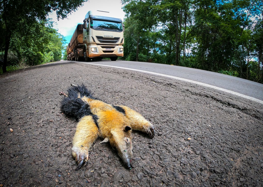 有片 | 巴西公路規劃欠完善 每年數千動物命喪車底