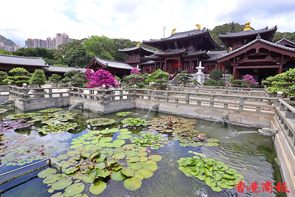 圖集｜鑽石山志蓮淨苑 蓮花盛开色彩繽紛