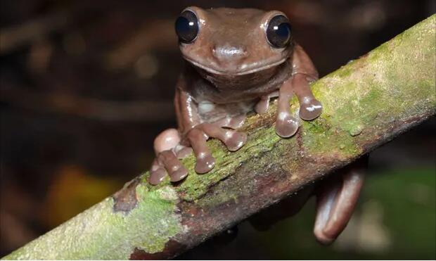 澳科學家發現「朱古力蛙」係綠樹蛙近親