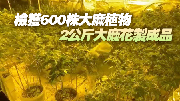 警方搗破八鄉大麻種植場拘3人 檢值逾4500萬大麻植物