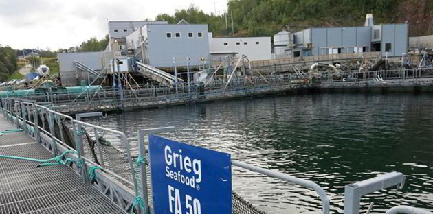 挪威一工廠氯氣洩漏流入大海 致近10萬條鮭魚死亡