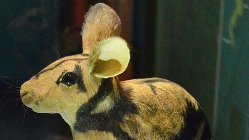 稀有兔子被捕獲後出售 印尼保護人員出手解救