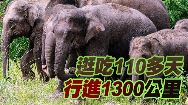 雲南北移亞洲象群「旅行」結束   回到傳統棲息地