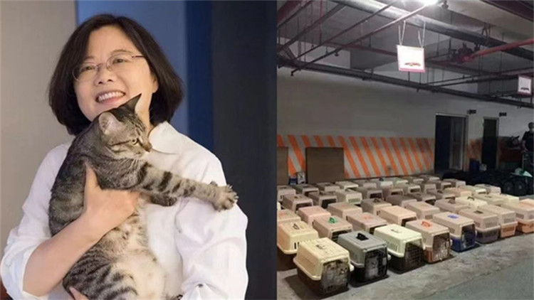 自詡愛貓 蔡英文當局安樂死154隻走私名貴貓惹爭議