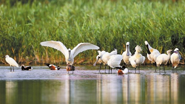 候鳥在深圳灣「吃得好玩得歡」 一年回歸3種國家重點保護野生動物