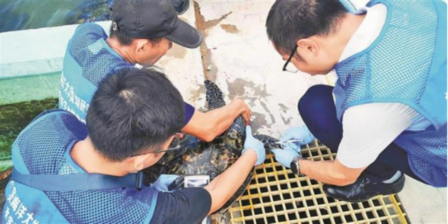 深圳為「住院」海龜植入晶片 以便後期跟蹤保護