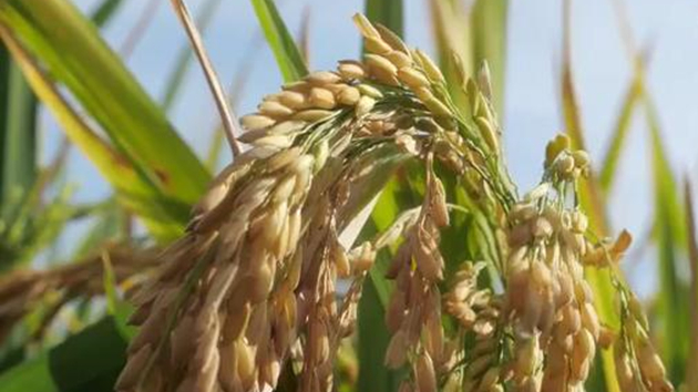 袁隆平超級稻連續4年畝產超1100千克