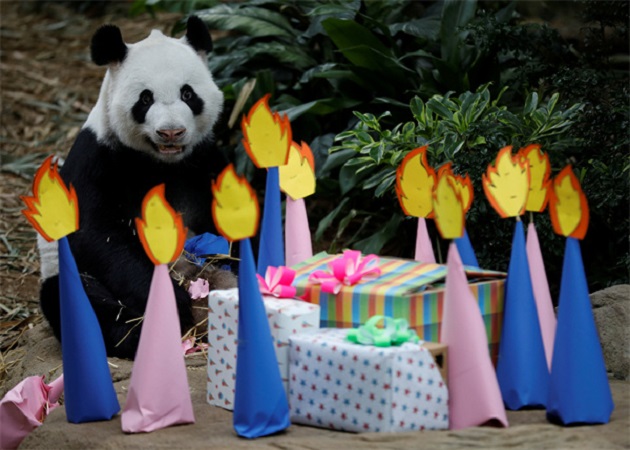 首隻在新加坡出生大熊貓確定為雄性