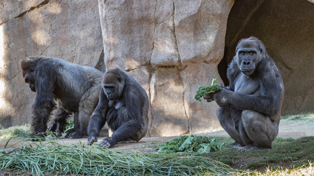 美國亞特蘭大動物園多隻猩猩感染新冠病毒