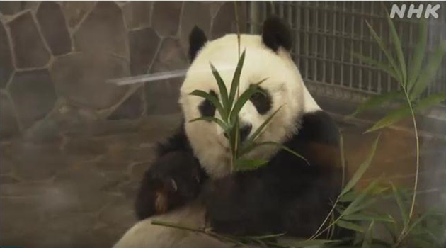 中國旅日大熊貓「旦旦」迎26歲生日 相當於人類70多歲