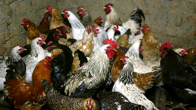 本港暫停進口南非部分地區的禽肉和禽類產品