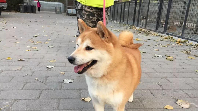 中國司法史現首隻被拍賣寵物犬  動物福利法規亟待完善