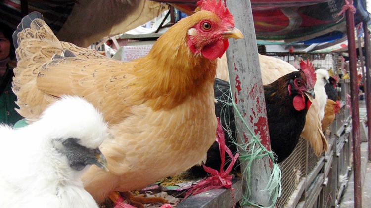 本港暫停從德國及波蘭部分地區進口禽肉及禽類產品