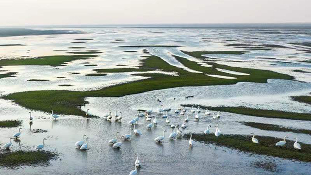 鶴舞鄱湖 牽手世界——第二屆鄱陽湖國際觀鳥周引世界關注