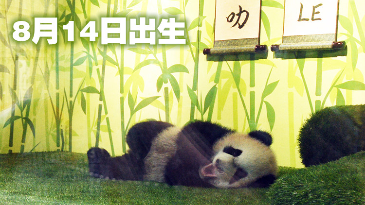 旅新大熊貓首次產仔  「叻叻」正式亮相迎客