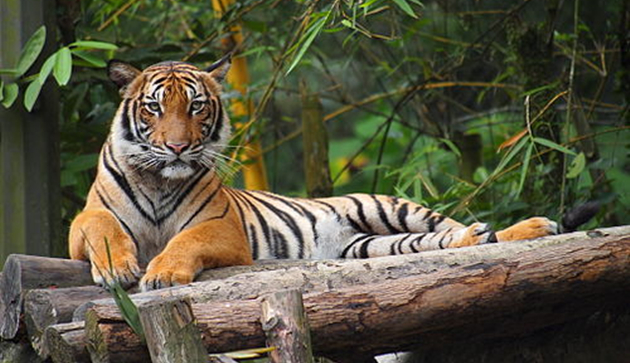 馬來西亞啟動馬來亞虎繁殖計劃