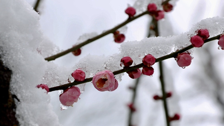 今日起南方將出現新一輪大範圍雨雪天氣