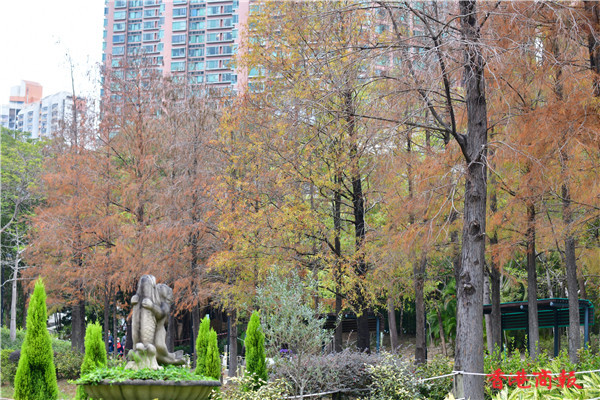 圖集丨青衣公園落羽松氣勢磅礴 片片紅葉充滿詩情畫意