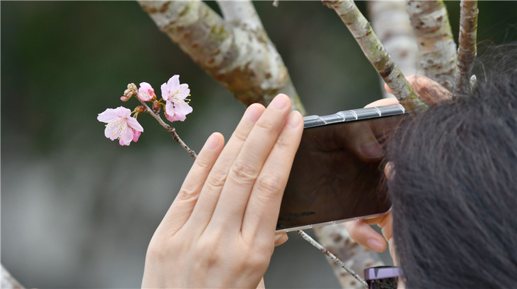 圖集 | 踏入2月賞櫻季 香港今年新增一個櫻花景點！