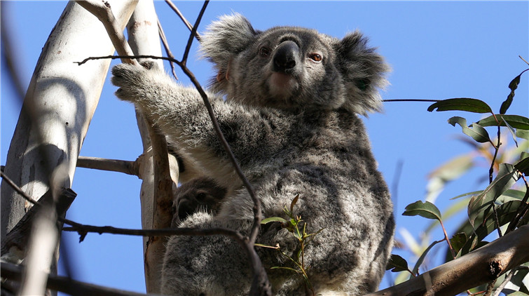 澳洲正式將樹袋熊考拉列為「瀕危動物」