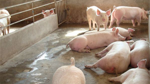 延續跌勢！國家統計局：2月中旬生豬價格環降6.8%