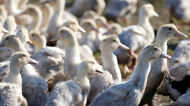 食安中心：美國部分地區禽肉和禽類產品暫停進口