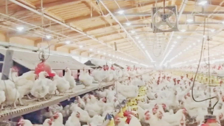 美國農業部證實威斯康星州養雞場出現禽流感