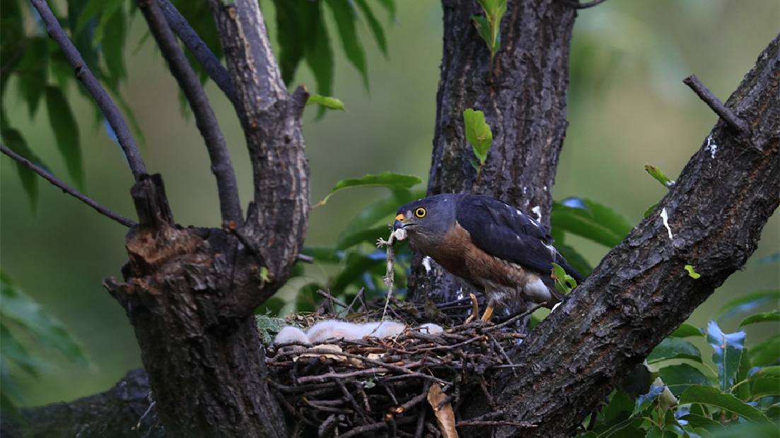 泰山野生鳥類記錄達到362種