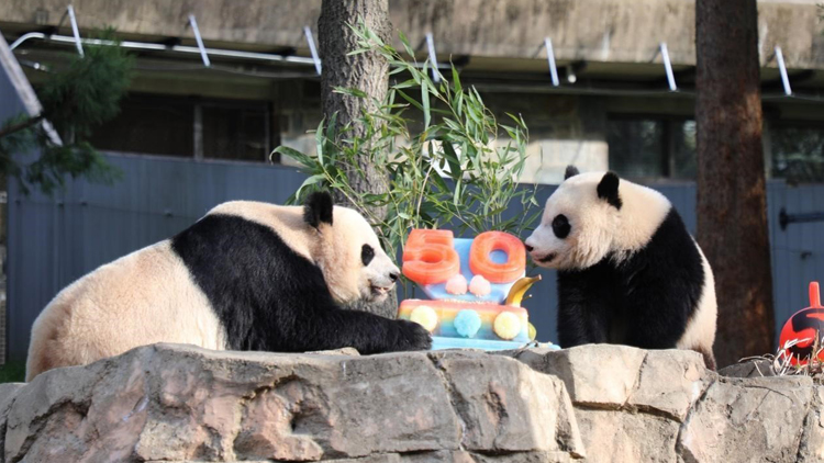 美國國家動物園舉行大熊貓抵美50周年慶祝活動