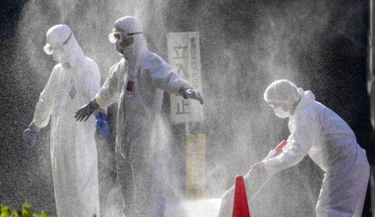 日本北海道出現禽流感 撲殺數十萬隻雞