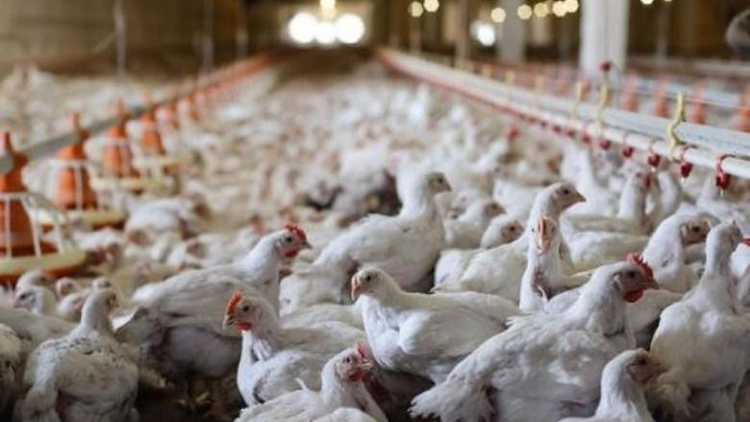 本港暫停進口日英加部分地區禽肉及禽類產品