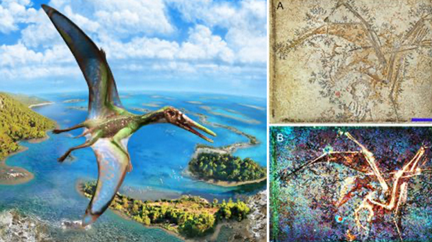 中大發現翼龍利用四肢在水面起飛能力可追塑至1.5億年前