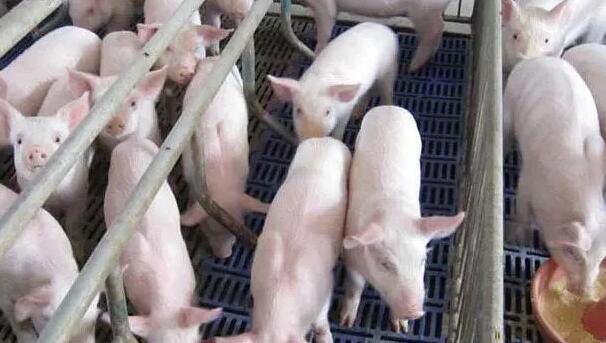 發改委：豬糧比價連續九周進入過度下跌一級預警區間