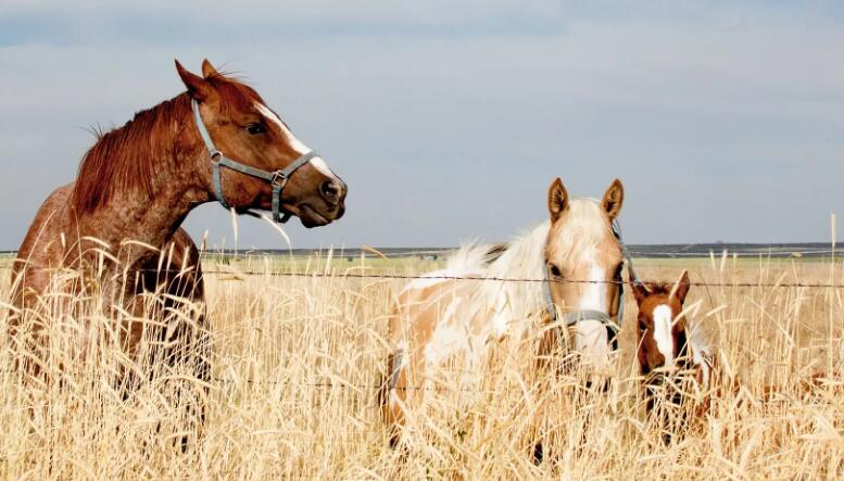 美國科羅拉多州暴發馬流感疫情 上百匹野馬死亡