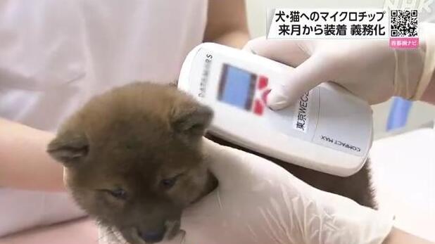 日本新法規定商家必須給貓狗植入晶片 6月1日生效