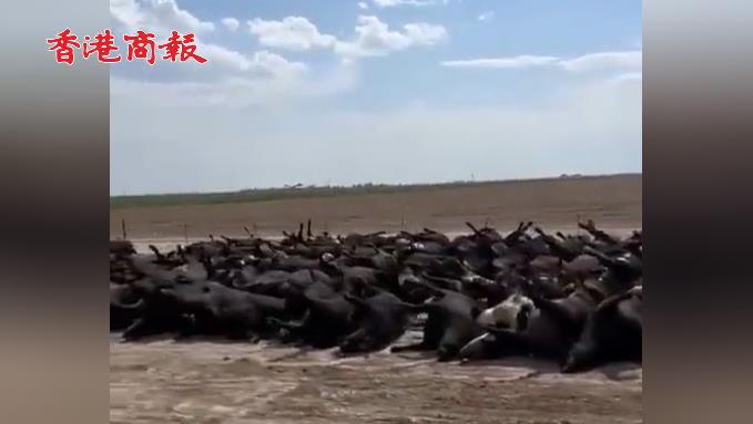 有片 | 美國堪薩斯州大批牛群因高溫死亡 道路旁遍地牛屍