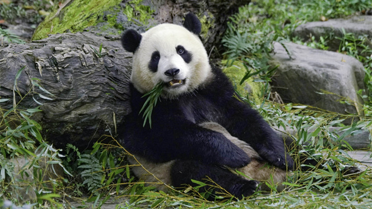 大陸贈台大熊貓「二女兒」兩周歲 園方線上慶生