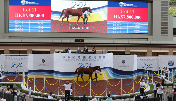 2022香港國際馬匹拍賣會馬會賺1687萬 「神駒」系馬主1480萬購入兩駒