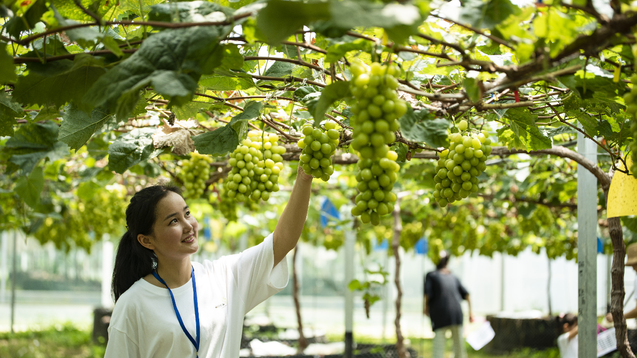 夏日陽光艷  玫瑰時下香  惠州神農蘭香谷的葡萄熟了
